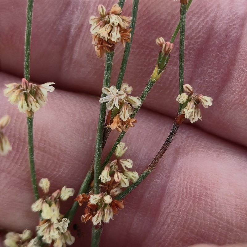 Eriogonum gracile var. gracile photo 5