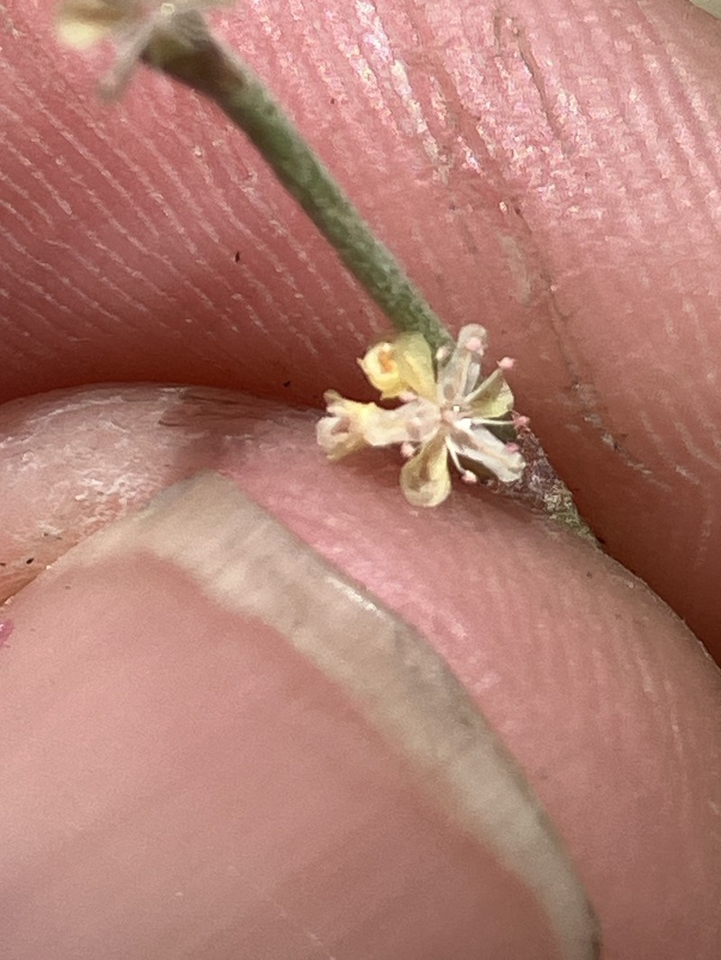 Eriogonum gracile var. gracile photo 6