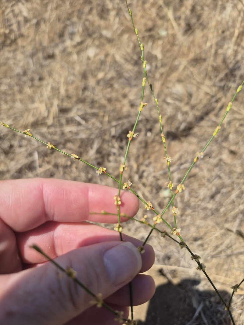 Eriogonum gracile var. gracile photo 7