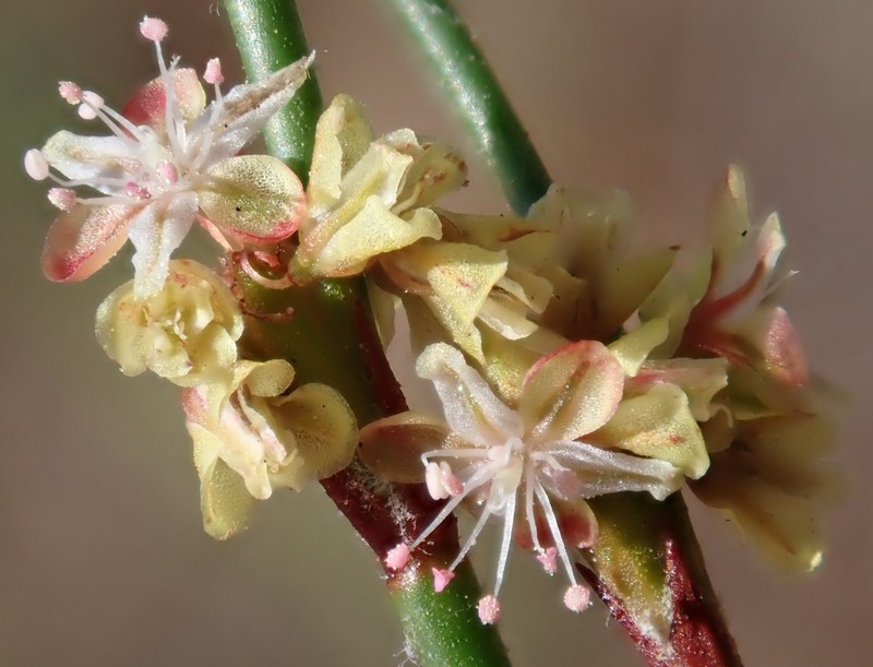 Eriogonum gracile var. gracile photo 8