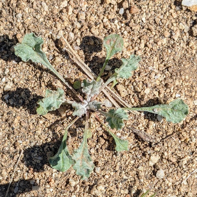 Eriogonum gracile var. incultum