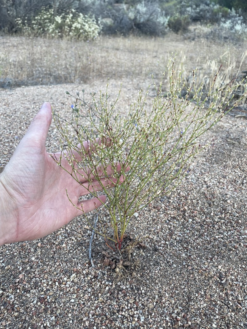 Eriogonum gracile var. incultum photo 2