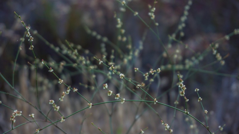 Eriogonum gracile var. incultum photo 3