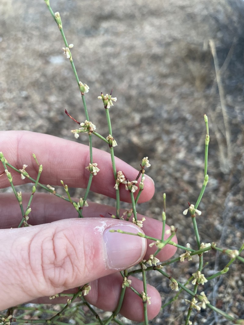 Eriogonum gracile var. incultum photo 4