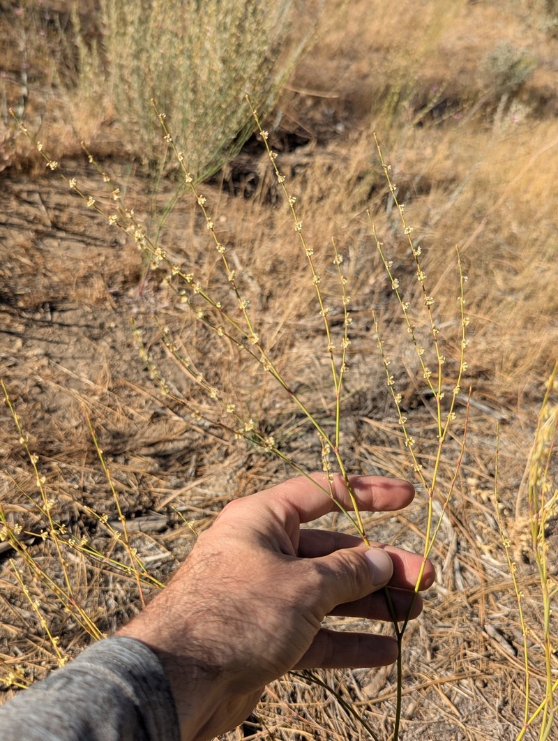 Eriogonum gracile var. incultum photo 5