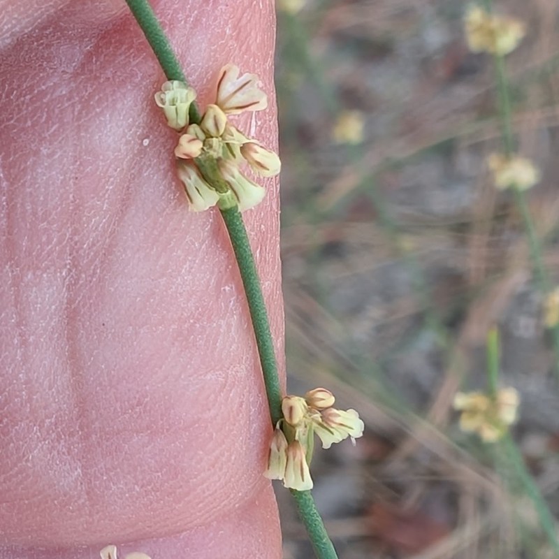 Eriogonum gracile var. incultum photo 6