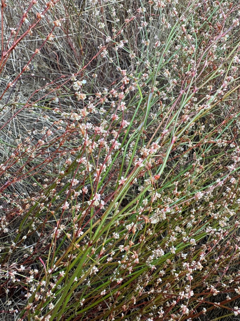 Eriogonum gracile var. incultum photo 7
