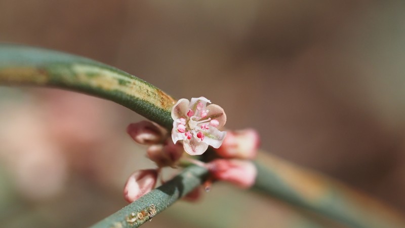 Eriogonum gracile var. incultum photo 8