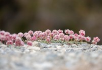 White Mountain Buckwheat