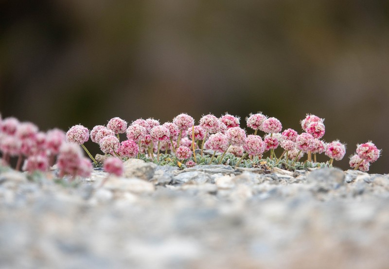 White Mountain Buckwheat