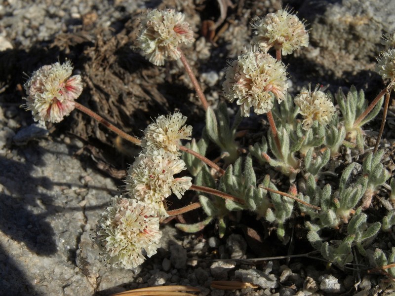 White Mountain Buckwheat photo 2