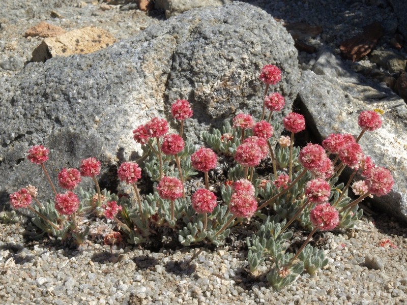 White Mountain Buckwheat photo 3