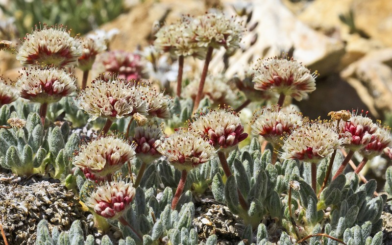 White Mountain Buckwheat photo 4