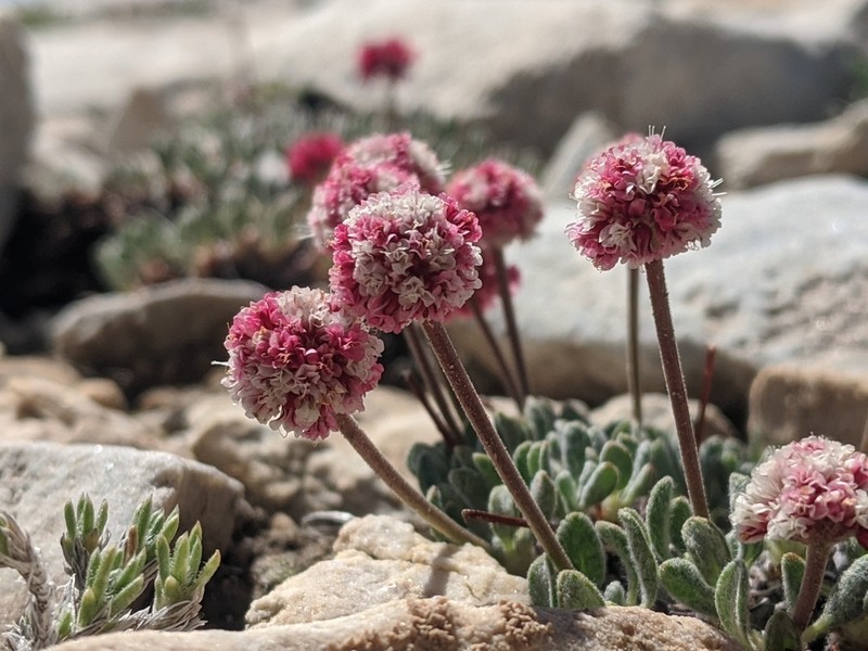 White Mountain Buckwheat photo 5