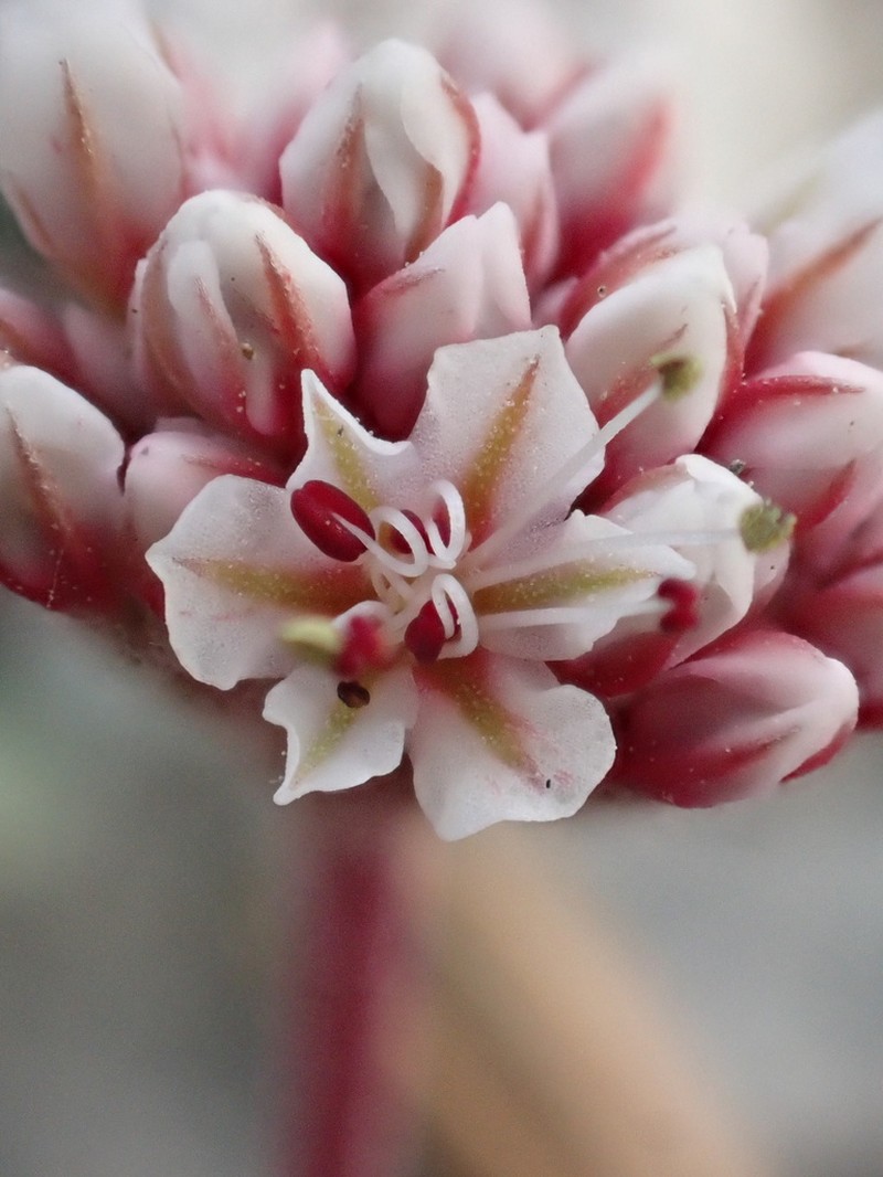 White Mountain Buckwheat photo 6