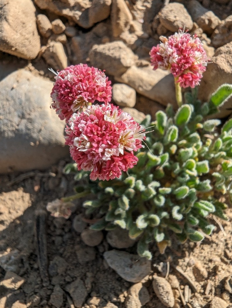 White Mountain Buckwheat photo 7