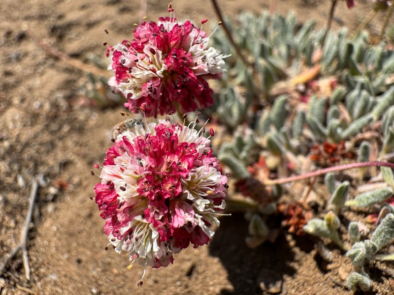 White Mountain Buckwheat photo 8
