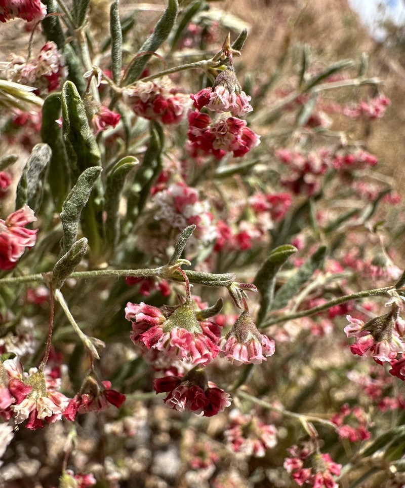 Rose And White Buckwheat