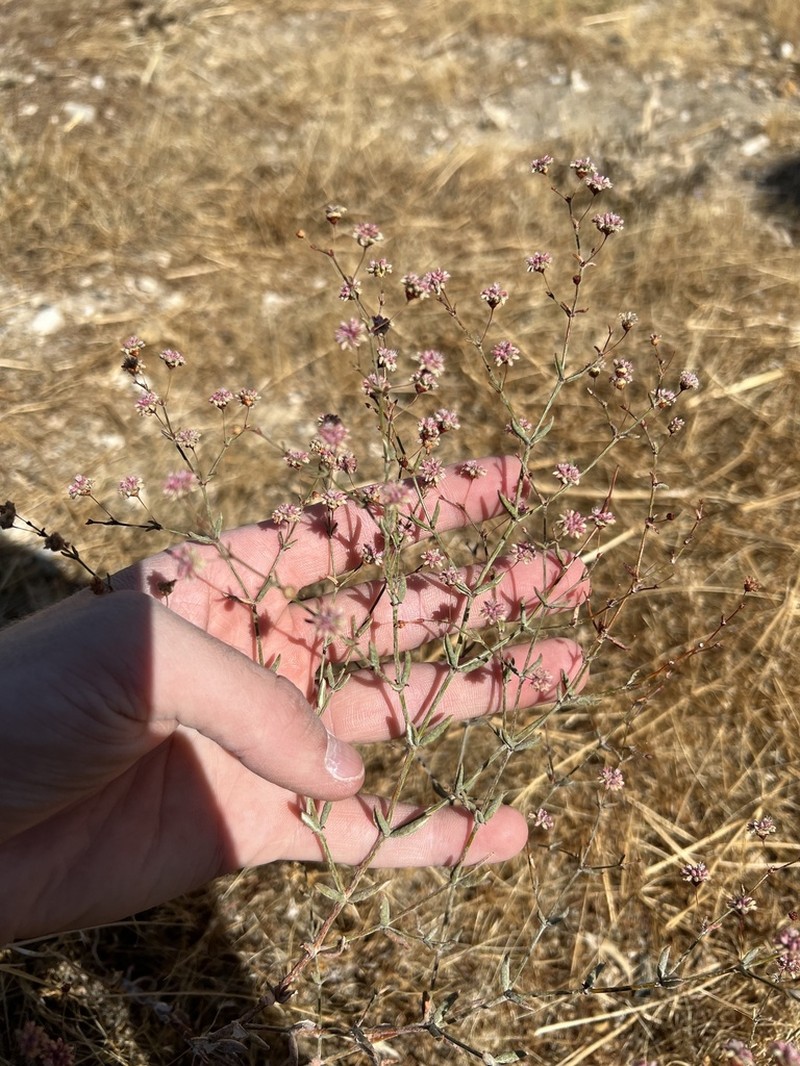 Rose And White Buckwheat