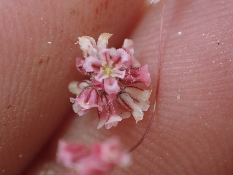 Rose And White Buckwheat photo 2