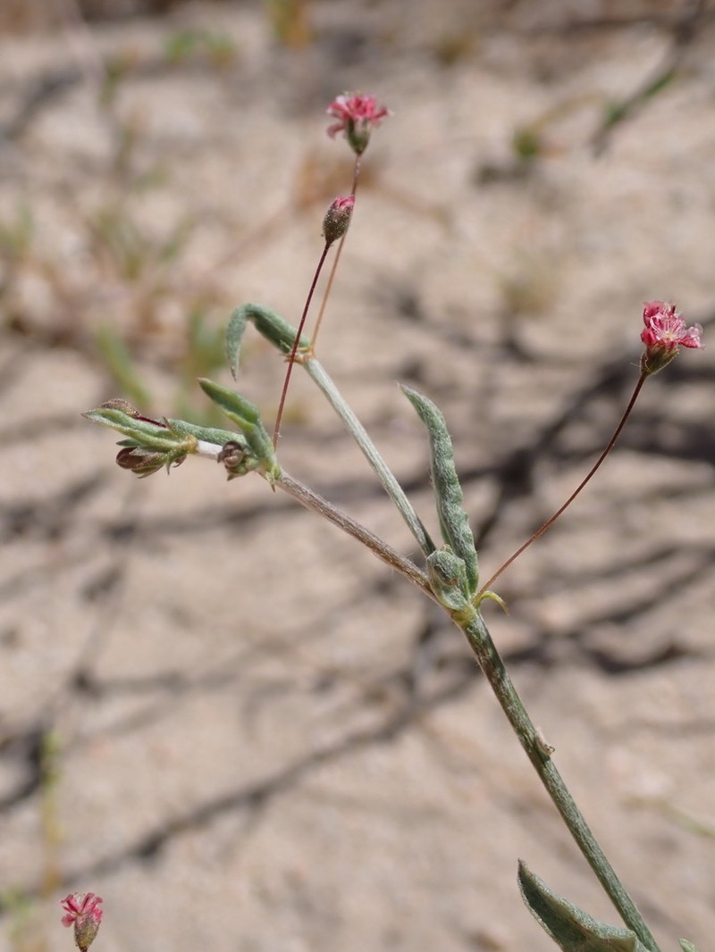 Rose And White Buckwheat photo 3