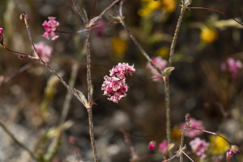 Rose And White Buckwheat photo 4