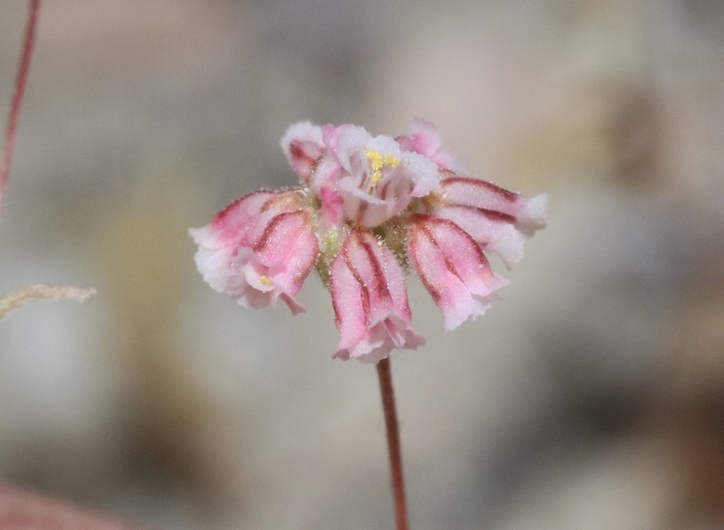 Rose And White Buckwheat photo 5