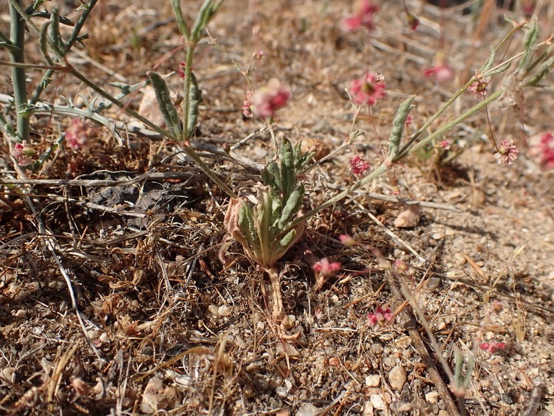 Rose And White Buckwheat photo 6