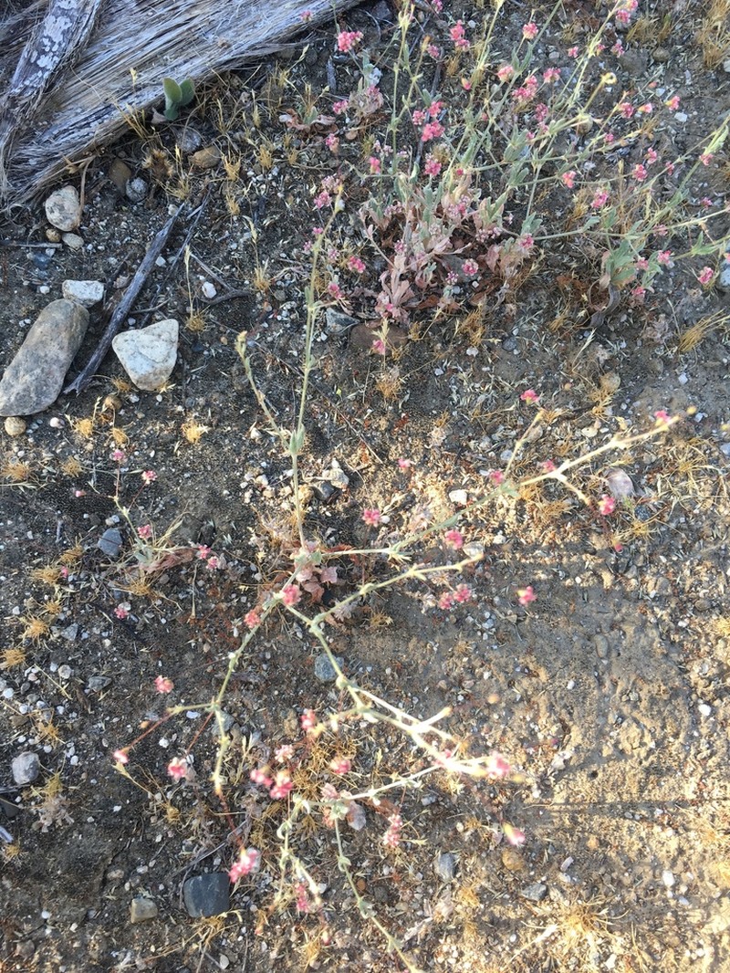 Rose And White Buckwheat photo 7