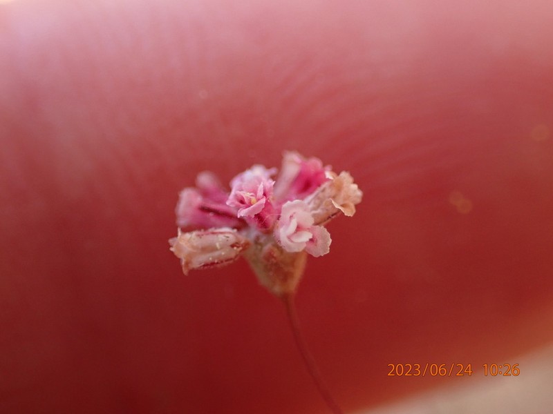 Rose And White Buckwheat photo 8