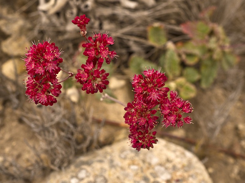 Redflower Buckwheat