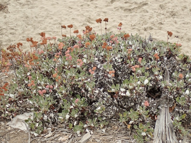 Redflower Buckwheat photo 4