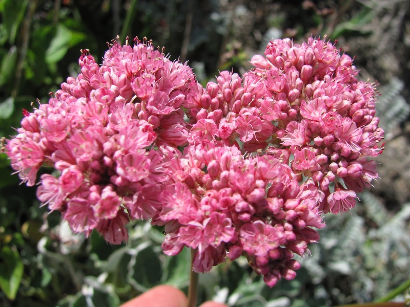 Redflower Buckwheat photo 5