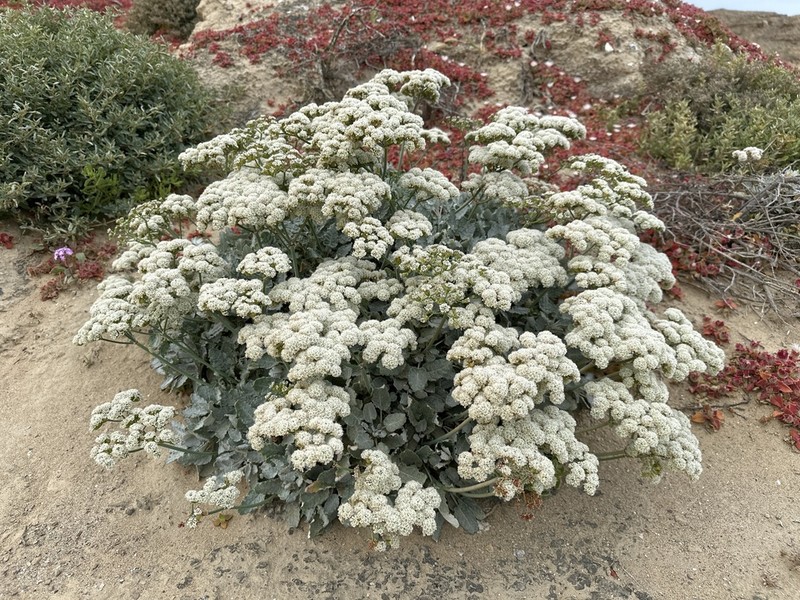 Redflower Buckwheat photo 6