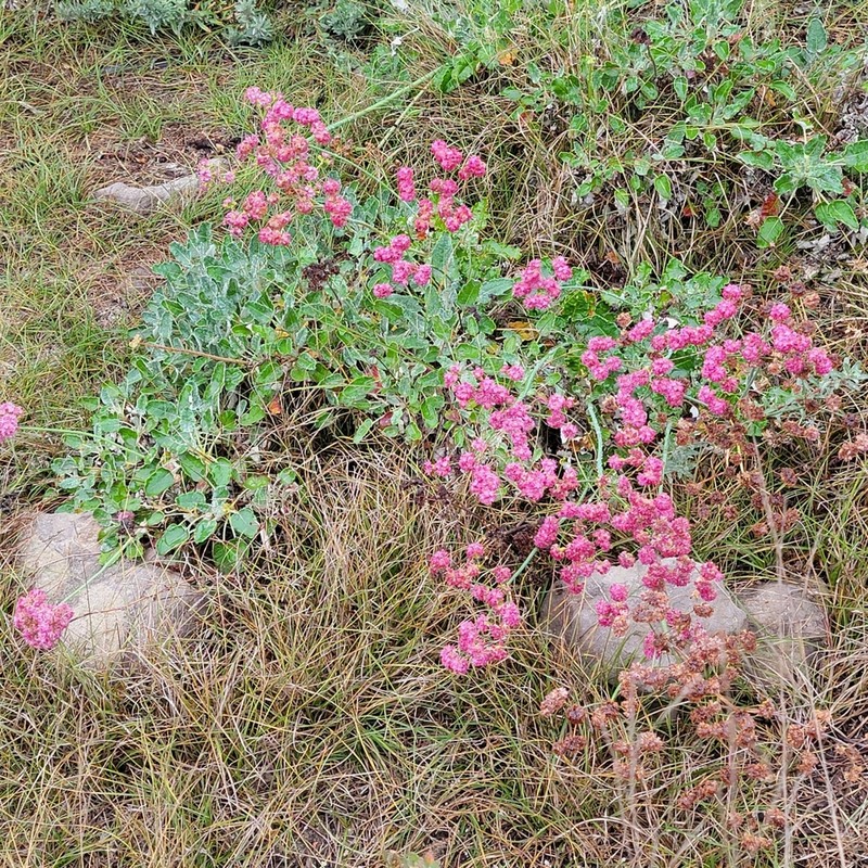 Redflower Buckwheat photo 7