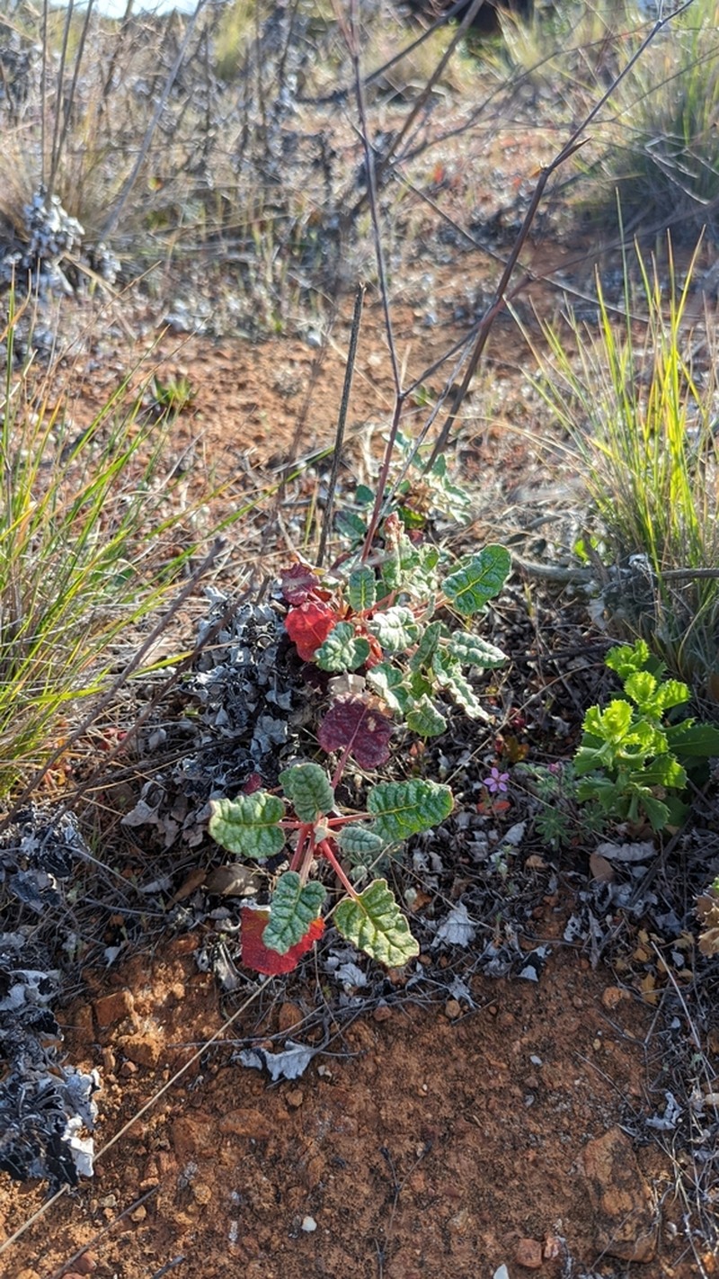 Redflower Buckwheat photo 8