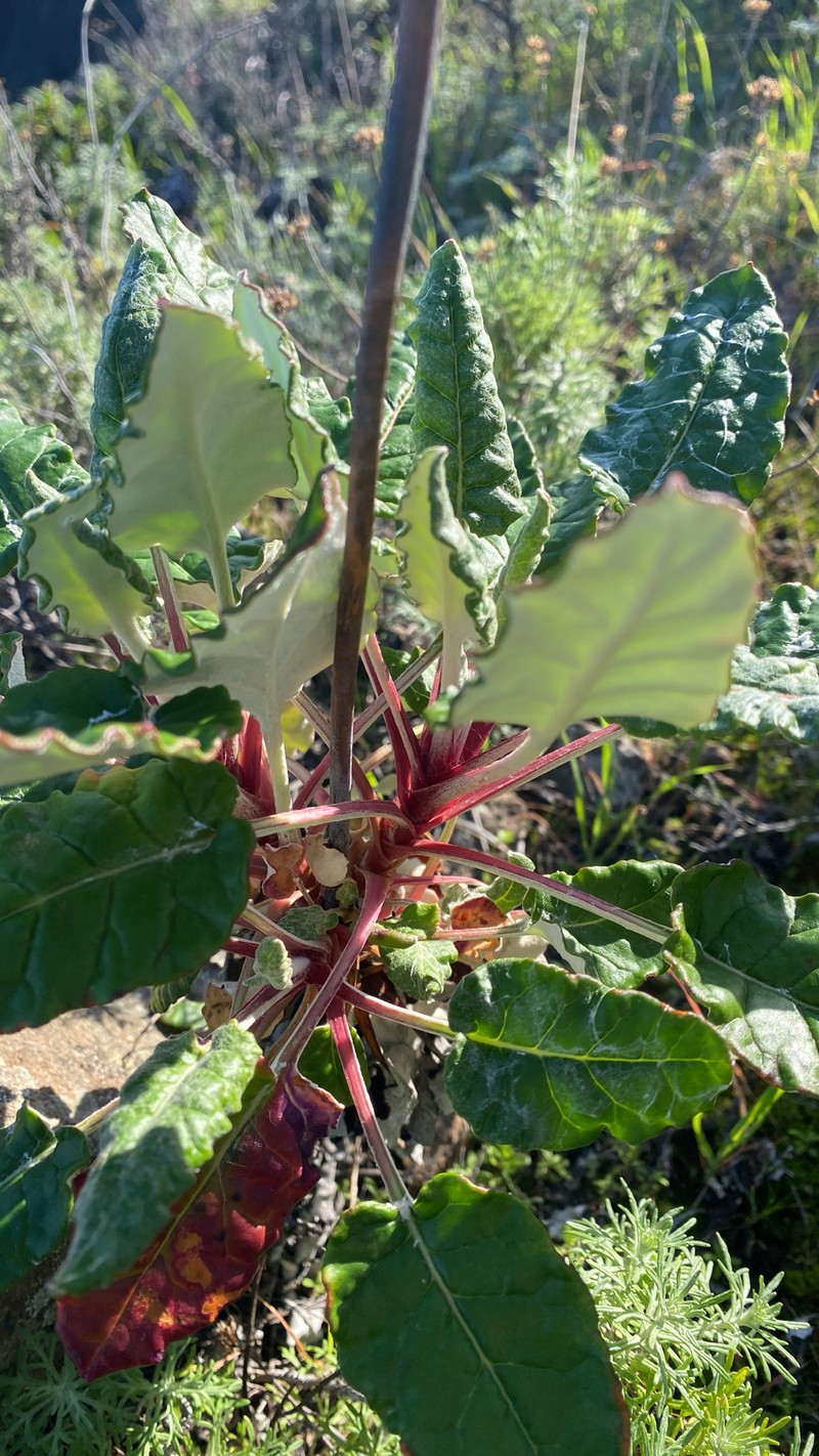 Eriogonum grande var. grande
