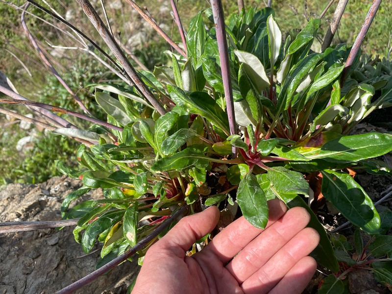 Eriogonum grande var. grande photo 2