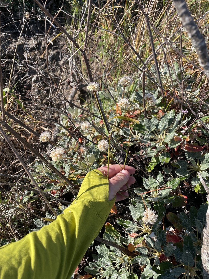 Eriogonum grande var. grande photo 3