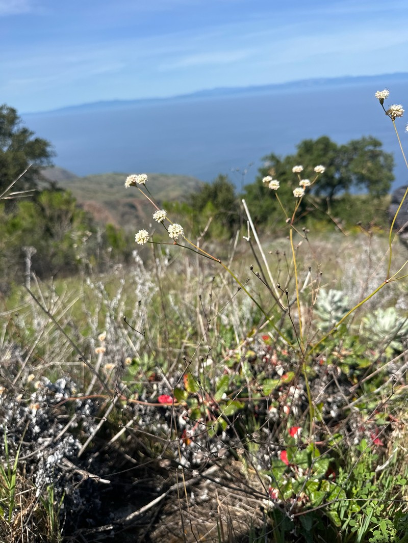 Eriogonum grande var. grande photo 5