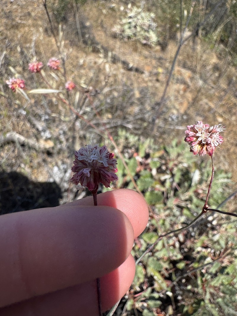 Eriogonum grande var. grande photo 6