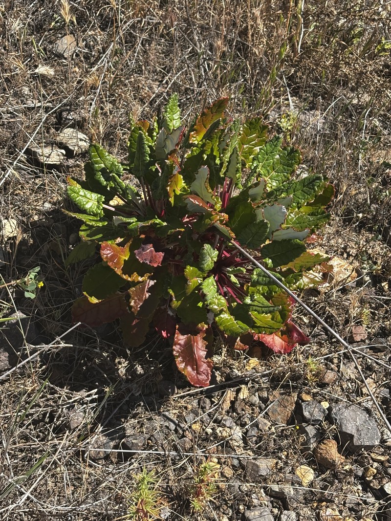 Eriogonum grande var. grande photo 8