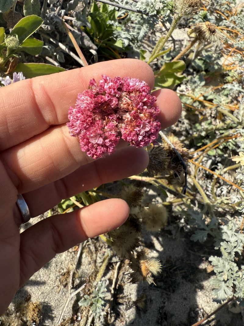 Eriogonum grande var. rubescens