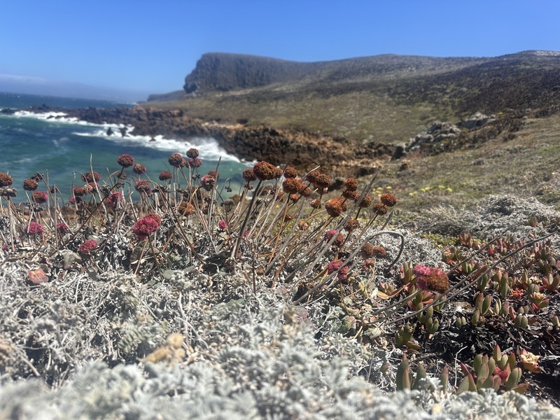 Eriogonum grande var. rubescens photo 2