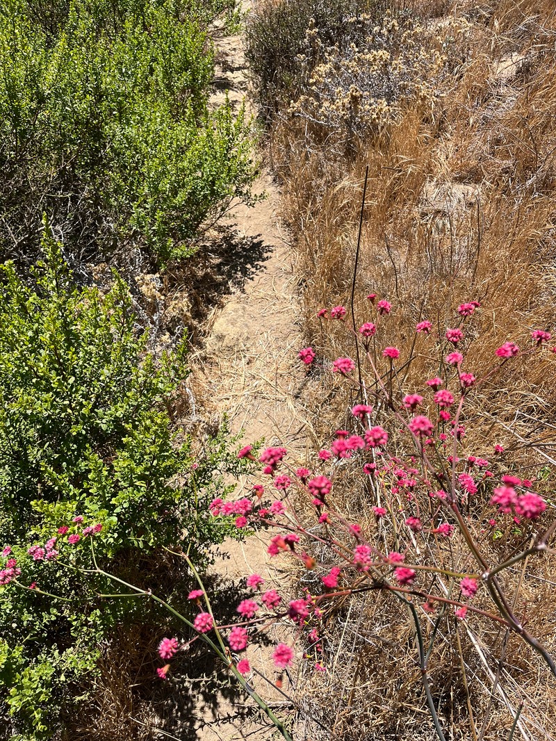 Eriogonum grande var. rubescens photo 3