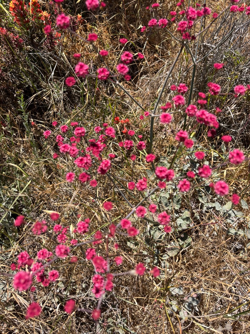 Eriogonum grande var. rubescens photo 4