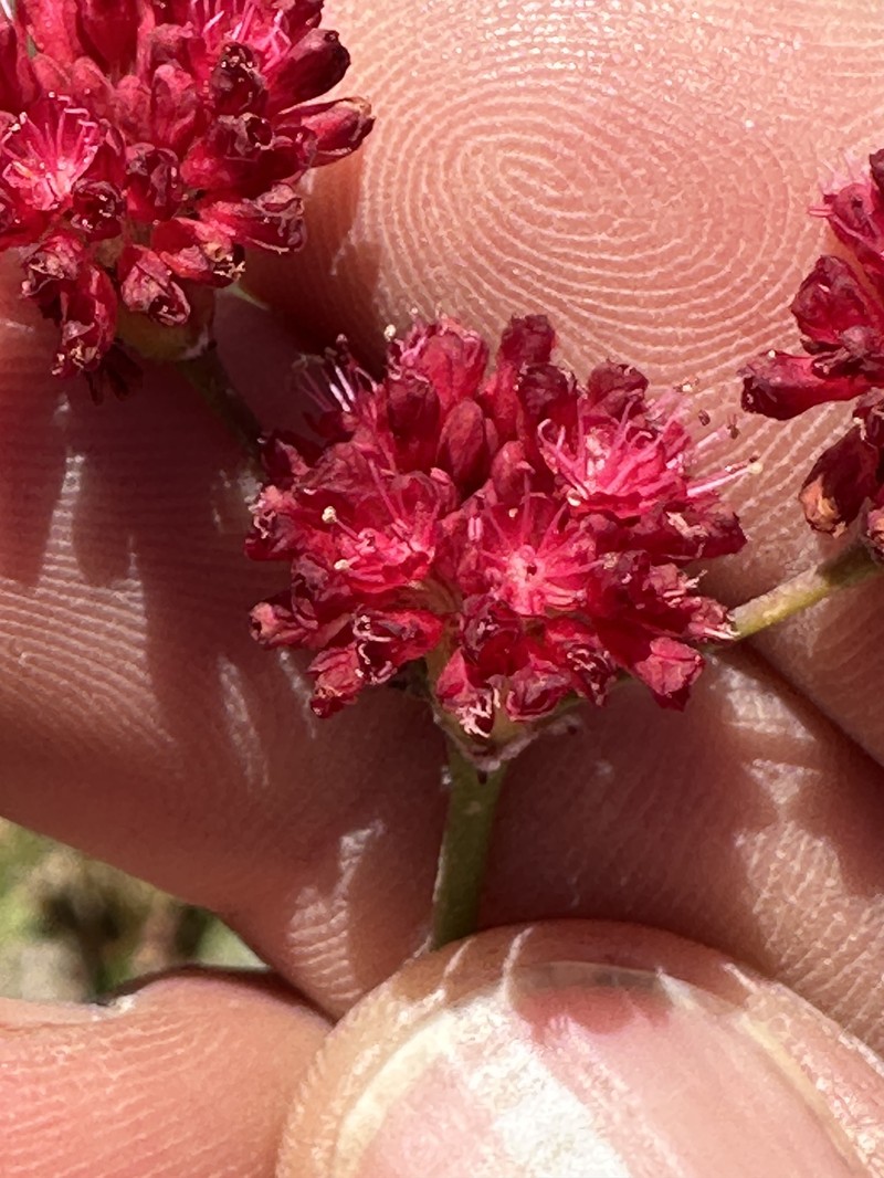 Eriogonum grande var. rubescens photo 5