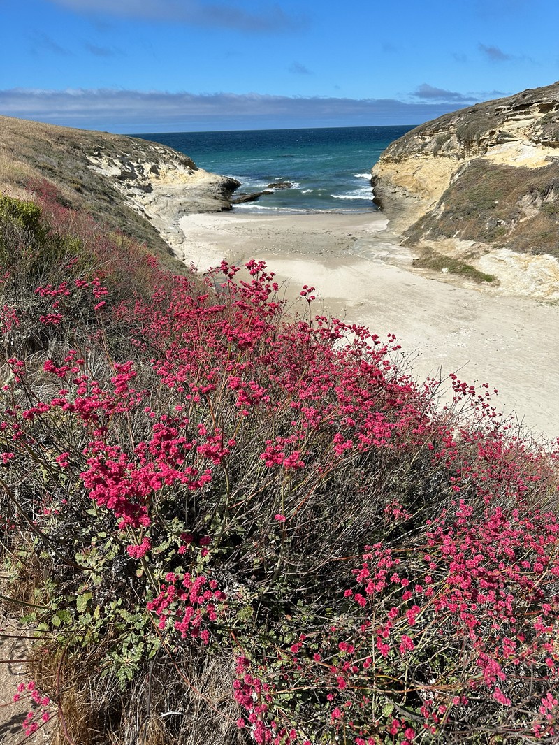 Eriogonum grande var. rubescens photo 6