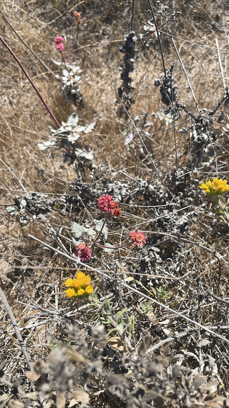 Eriogonum grande var. rubescens photo 7