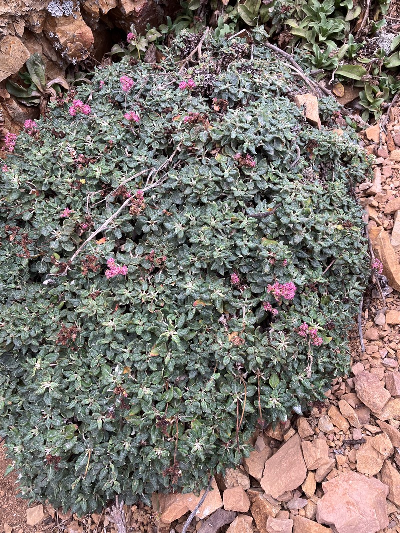 Eriogonum grande var. rubescens photo 8